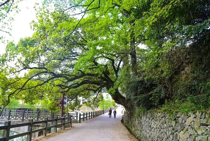 梅湾村-红色童话乡村